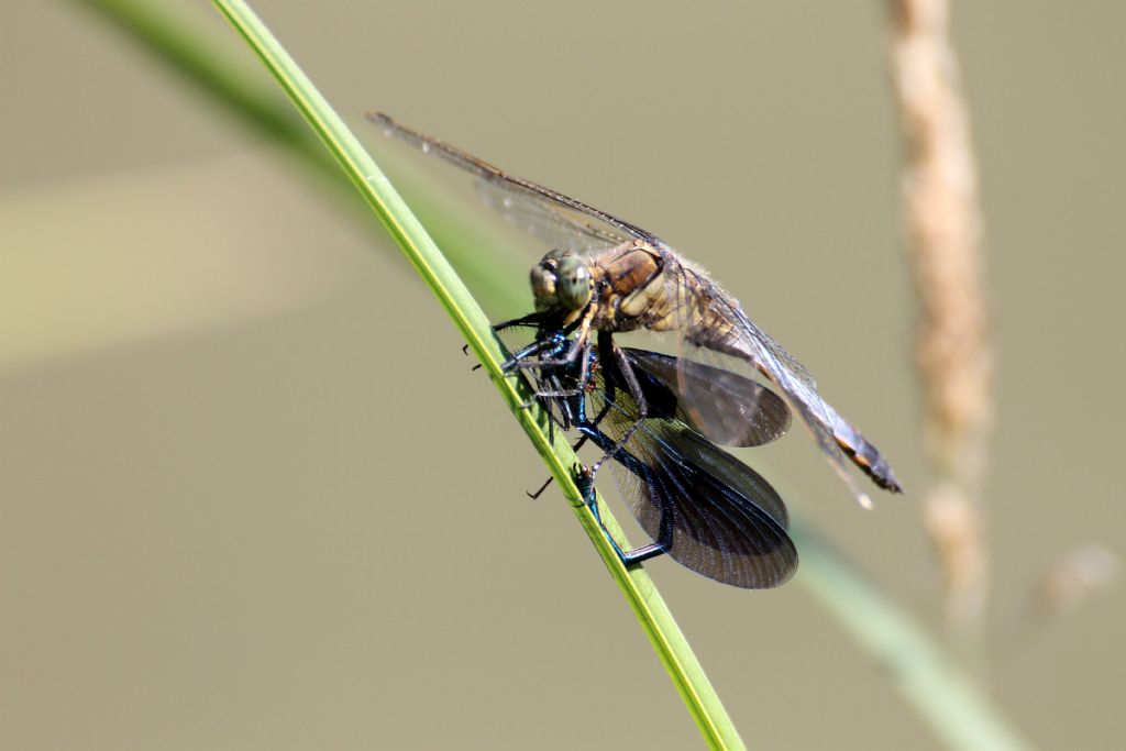 E'' un Orthetrum cancellatum che fa colazione con una Calopteryx splendens?